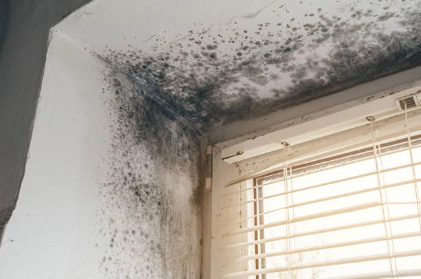 Affordable Black Mold Remediation solutions in Church Hill, TN